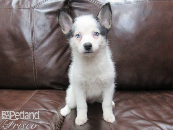 Pomsky DOG Female Black and White 25842 Petland Frisco, Texas