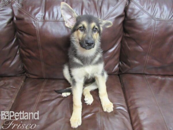 German Shepherd DOG Male Blk/Tan 25843 Petland Frisco, Texas