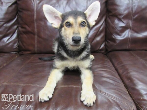 German Shepherd DOG Female Blk/Tan 25844 Petland Frisco, Texas