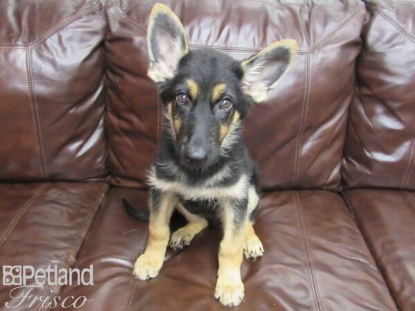 German Shepherd DOG Male Blk/Tan 25845 Petland Frisco, Texas