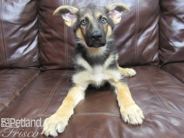 German Shepherd DOG Male Blk/Tan 25846 Petland Frisco, Texas