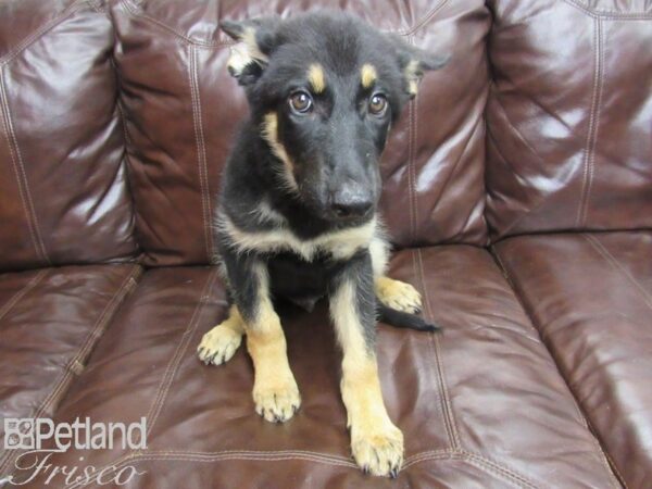 German Shepherd DOG Male Blk/Tan 25847 Petland Frisco, Texas