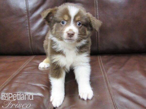 Miniature Australian Shepherd-DOG-Male-RED TRI-25848-Petland Frisco, Texas