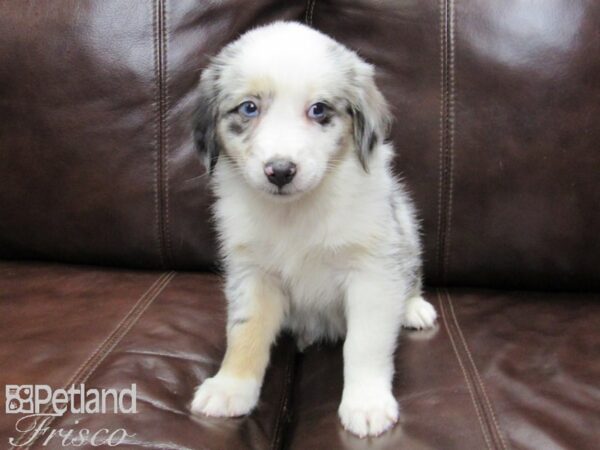 Miniature Australian Shepherd-DOG-Female-BLUE MERLE-25849-Petland Frisco & Mckinney, Texas