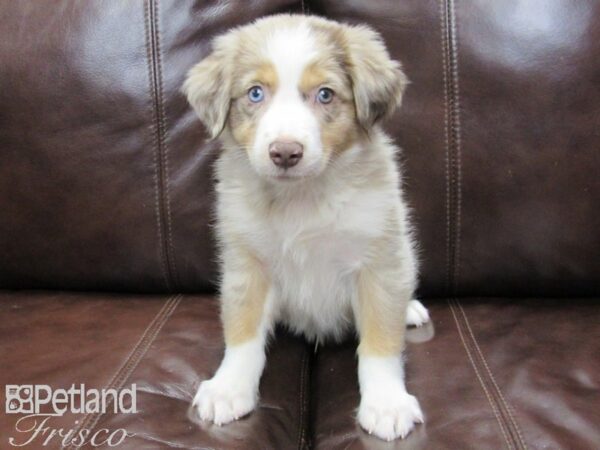 Miniature Australian Shepherd-DOG-Male-RED MERLE-25850-Petland Frisco & Mckinney, Texas