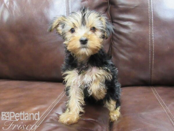 Yorkshire Terrier-DOG-Female-BLK TAN-25851-Petland Frisco & Mckinney, Texas