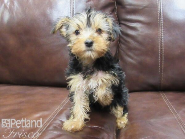 Yorkshire Terrier DOG Female BLK TAN 25851 Petland Frisco, Texas