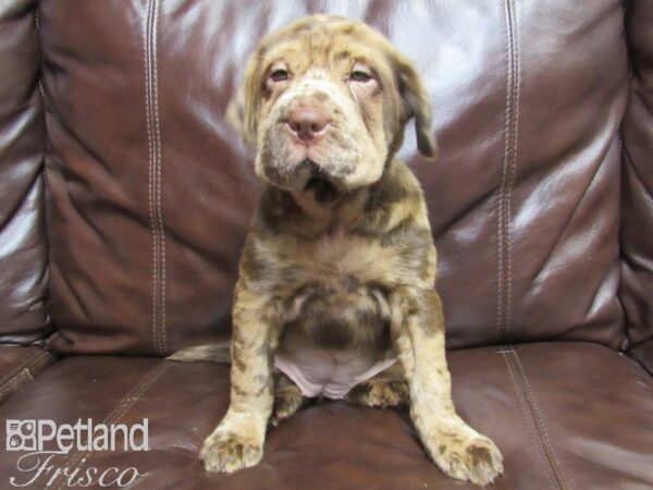 Mini Hippo DOG Female MERLE 25852 Petland Frisco, Texas