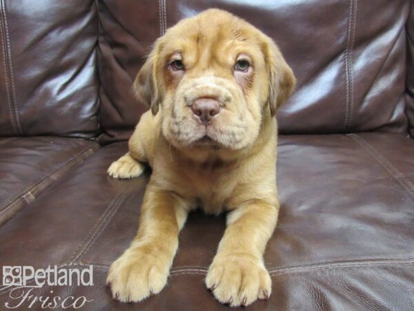 Mini Hippo-DOG-Male-Fawn-25853-Petland Frisco & Mckinney, Texas
