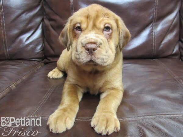 Mini Hippo DOG Male Fawn 25853 Petland Frisco, Texas