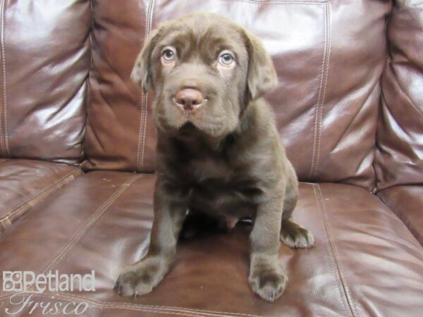 Mini Hippo DOG Male Chocolate 25854 Petland Frisco, Texas