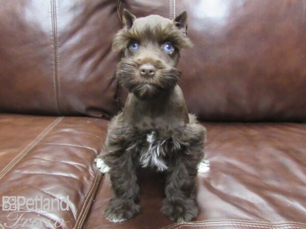 Miniature Schnauzer DOG Male Chocolate 25855 Petland Frisco, Texas