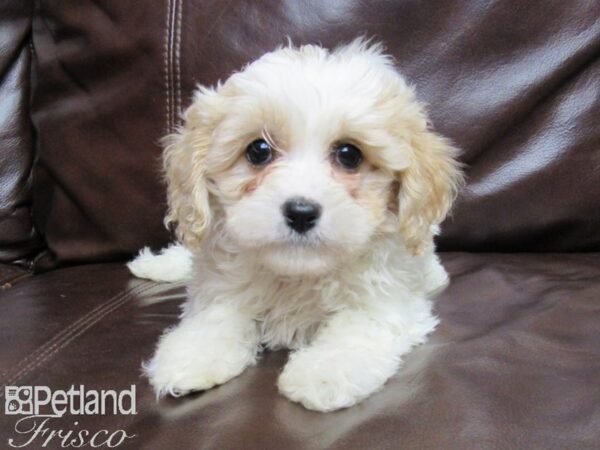 Cava Chon-DOG-Female-BLENHEIM-25856-Petland Frisco, Texas