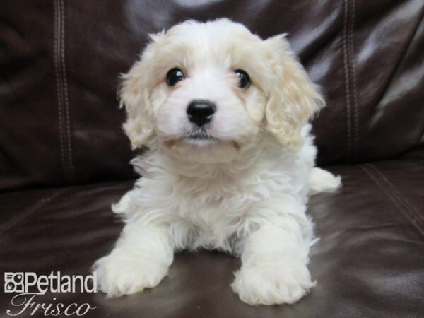 Cava Chon DOG Female BLENHEIM 25857 Petland Frisco, Texas