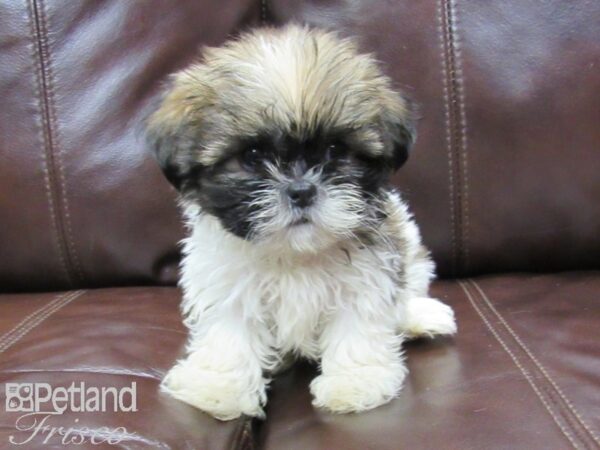 Shih Tzu DOG Female BROWN WHITE 25858 Petland Frisco, Texas