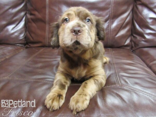 Mini Hippo DOG Female CHOC MERLE 25860 Petland Frisco, Texas