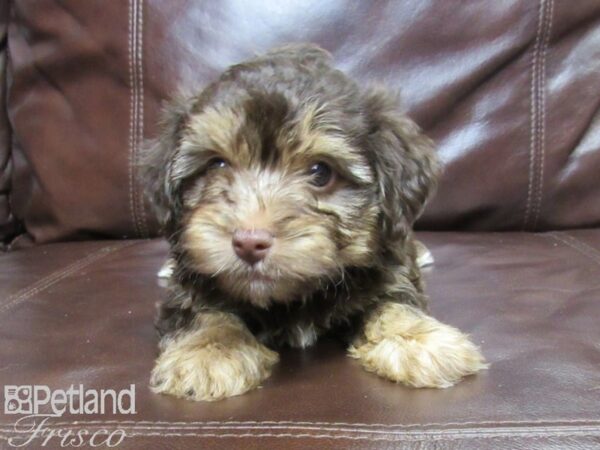 Yorkie Poo DOG Male CHOC TAN 25861 Petland Frisco, Texas