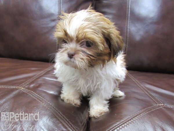 Shih Tzu DOG Female BROWN WH 25862 Petland Frisco, Texas