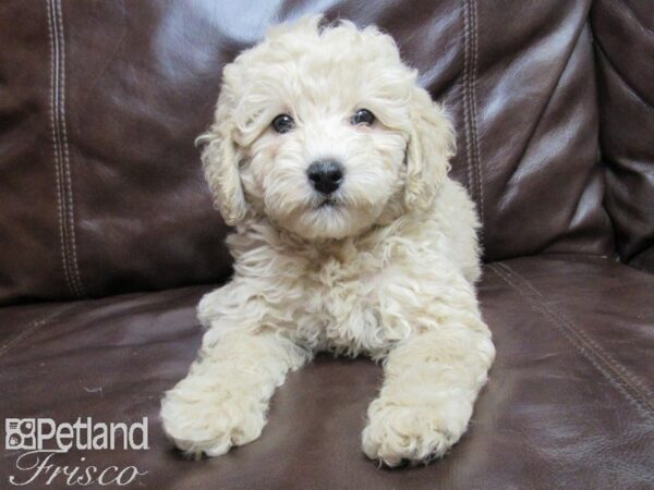 Miniature Poodle DOG Female APRICOT 25864 Petland Frisco, Texas