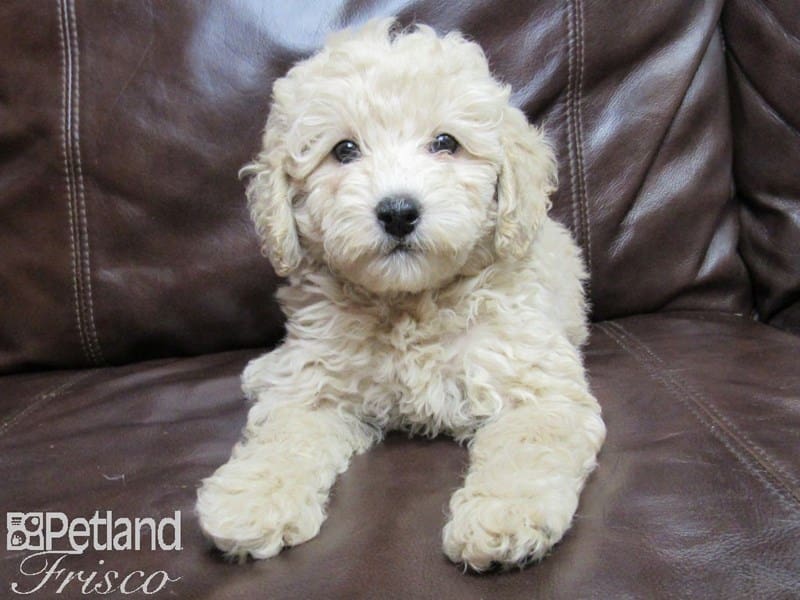 Miniature Poodle-DOG-Female-APRICOT-2748911-Petland Frisco, Texas