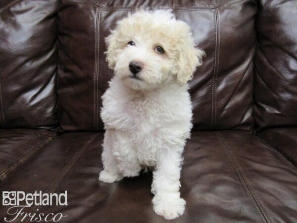 Miniature Poodle-DOG-Male-APRICOT WHITE-25863-Petland Frisco, Texas