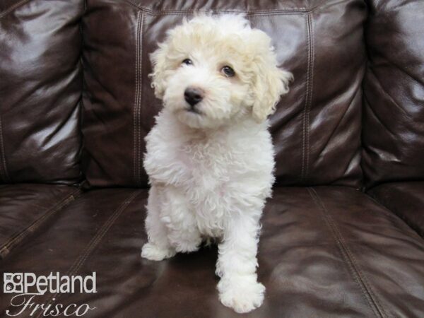 Miniature Poodle-DOG-Male-APRICOT WHITE-25863-Petland Frisco & Mckinney, Texas