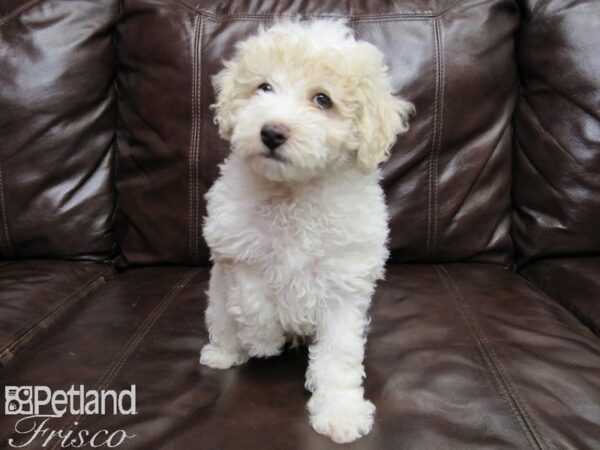 Miniature Poodle DOG Male APRICOT WHITE 25863 Petland Frisco, Texas