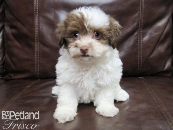 Havanese-DOG-Female-CHOC WHITE-25865-Petland Frisco & Mckinney, Texas