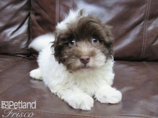 Havanese-DOG-Male-CHOC WHITE-25866-Petland Frisco & Mckinney, Texas