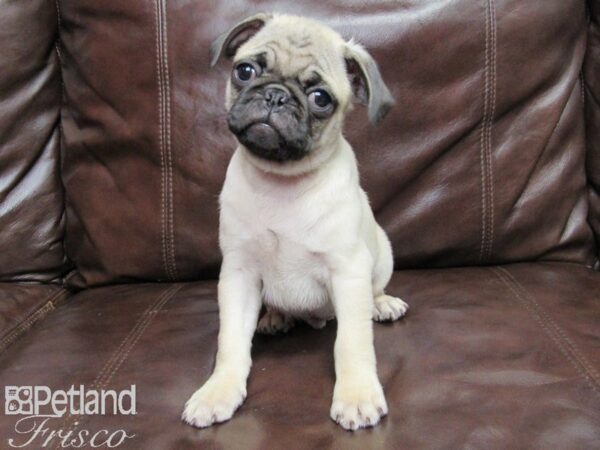 Pug-DOG-Male-FAWN-25867-Petland Frisco & Mckinney, Texas
