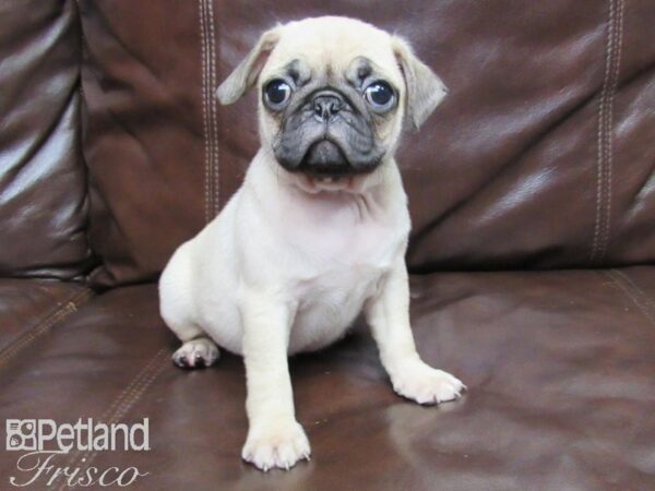 Pug-DOG-Female-FAWN-25868-Petland Frisco & Mckinney, Texas