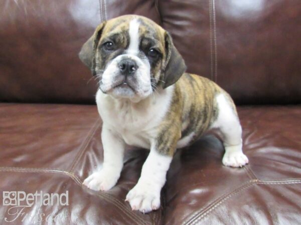 Beabull DOG Male brown wh 25869 Petland Frisco, Texas