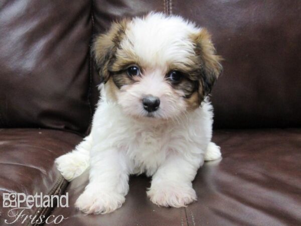 Teddy-DOG-Male-brown wh-25870-Petland Frisco & Mckinney, Texas