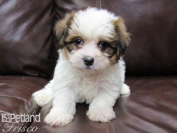 Teddy DOG Male brown wh 25870 Petland Frisco, Texas