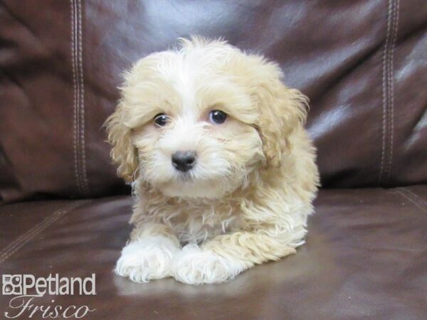 Daisy Dog-DOG-Male-RED WH-25872-Petland Frisco & Mckinney, Texas