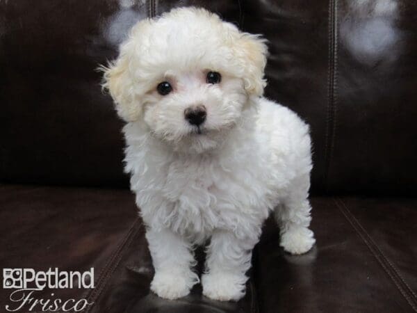 Poodle-DOG-Male-White and Apricot-25893-Petland Frisco, Texas