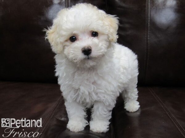 Poodle DOG Male White and Apricot 25893 Petland Frisco, Texas