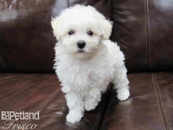 Poodle DOG Male White and Apricot 25892 Petland Frisco, Texas