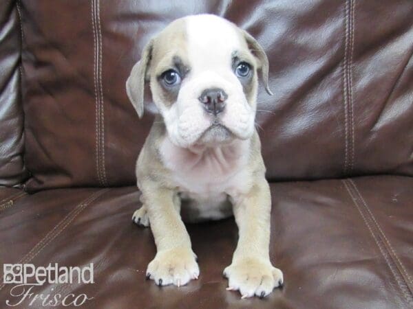 English Bulldog DOG Male Lilac 25891 Petland Frisco, Texas