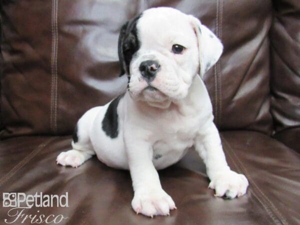 English Bulldog DOG Male Black and White 25890 Petland Frisco, Texas