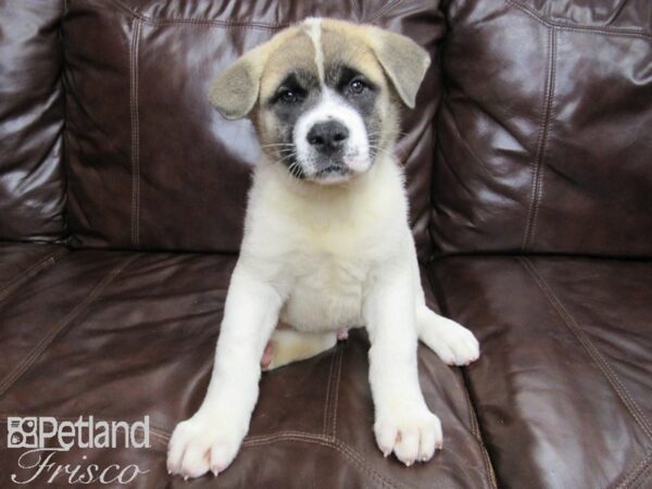 Akita DOG Male Pinto 25889 Petland Frisco, Texas