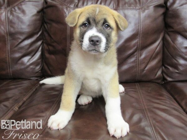 Akita-DOG-Male-Brown and White-25888-Petland Frisco, Texas