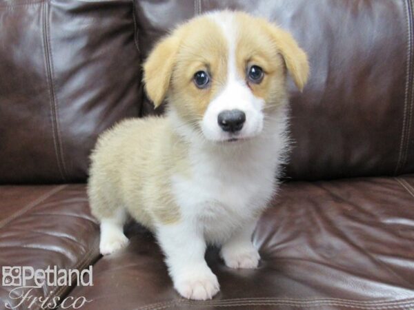 Pembroke Welsh Corgi DOG Male Red and White 25887 Petland Frisco, Texas