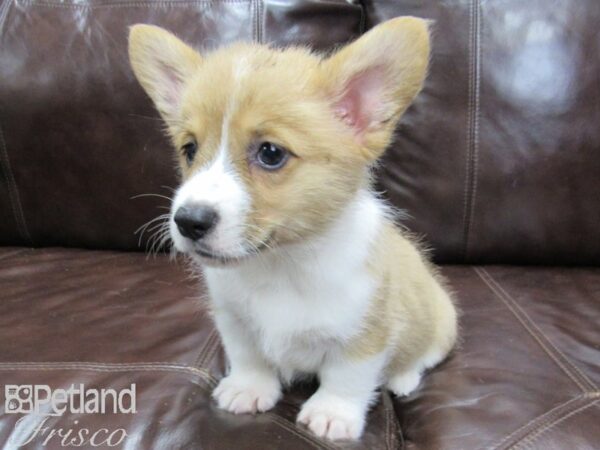 Pembroke Welsh Corgi-DOG-Male-Red and White-25884-Petland Frisco & Mckinney, Texas