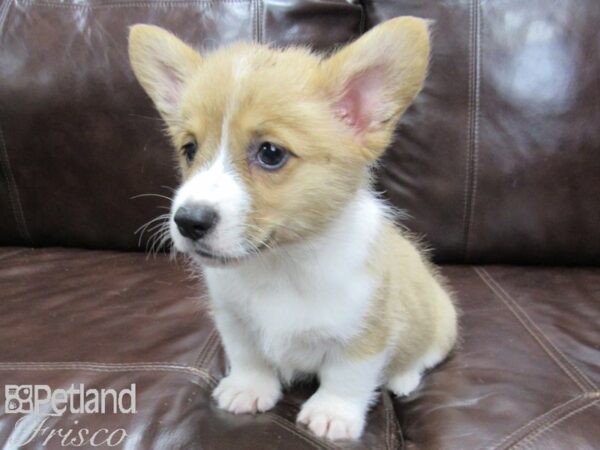 Pembroke Welsh Corgi DOG Male Red and White 25884 Petland Frisco, Texas