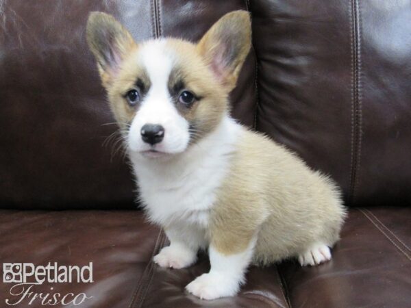 Pembroke Welsh Corgi DOG Female Red and White 25883 Petland Frisco, Texas