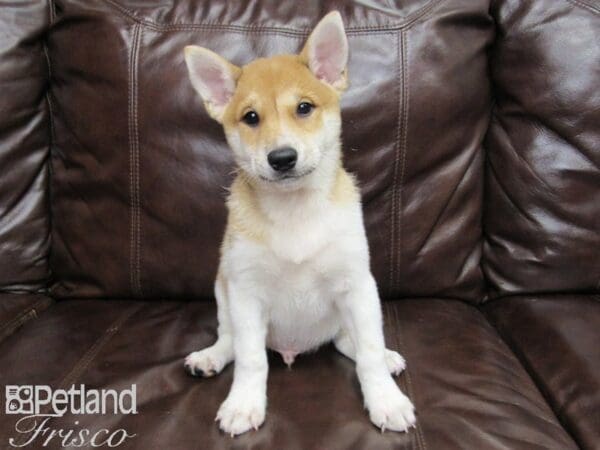 Shiba Inu-DOG-Male-Red and White-25882-Petland Frisco, Texas