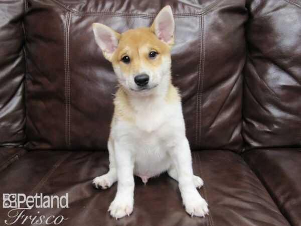 Shiba Inu-DOG-Male-Red and White-25882-Petland Frisco & Mckinney, Texas