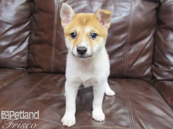 Shiba Inu DOG Female Red and White 25881 Petland Frisco, Texas