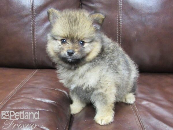 Pomeranian DOG Male Orange Sable 25880 Petland Frisco, Texas